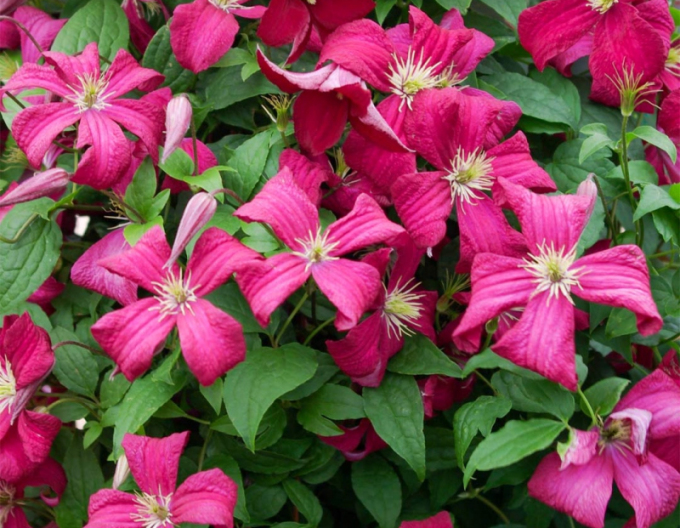 Clematis Madame Julia Correvon
