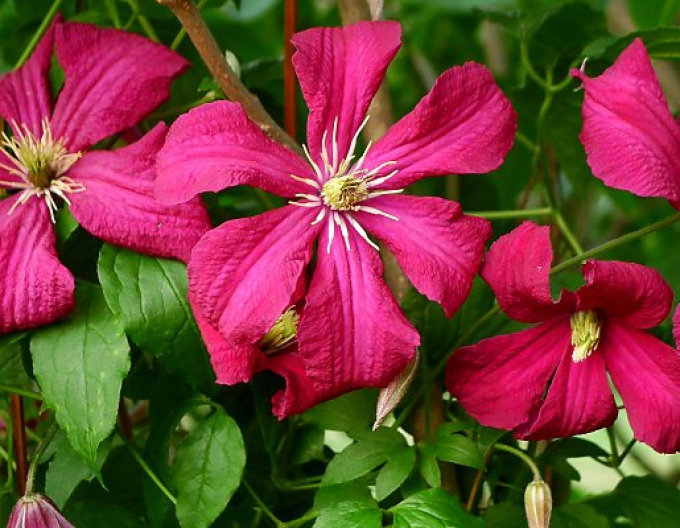 Clematis Madame Julia Correvon