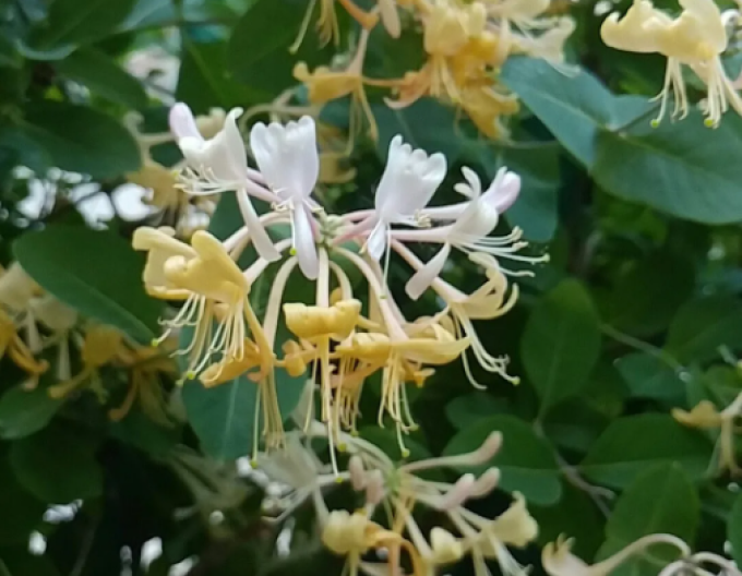 Wald Geißblatt / Wald-Geisschlinge ’Graham Thomas’
