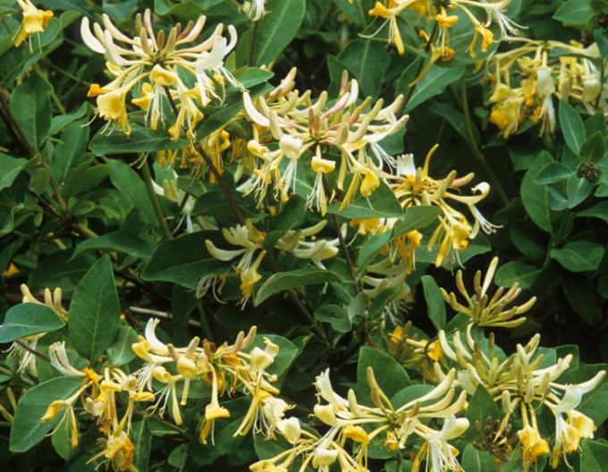 Wald Geißblatt / Wald-Geisschlinge ’Graham Thomas’