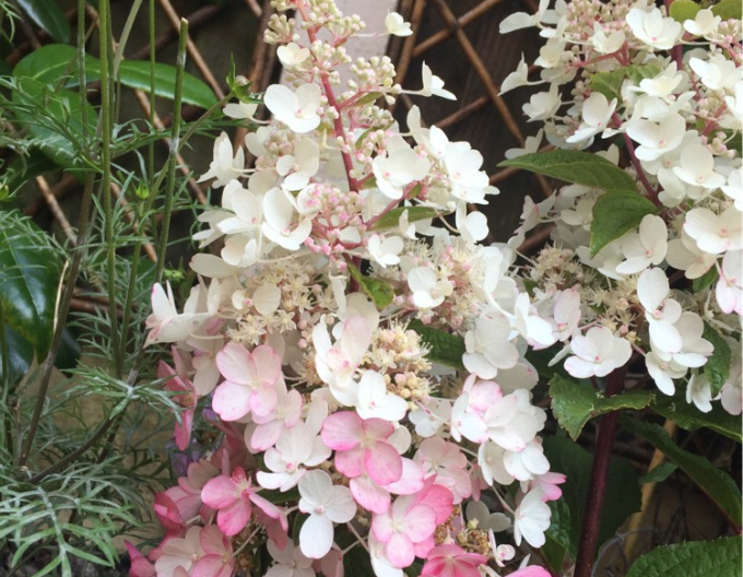 Rispenhortensie Candlelight