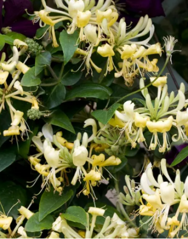 Wald-Geißschlinge ´Scentsation´