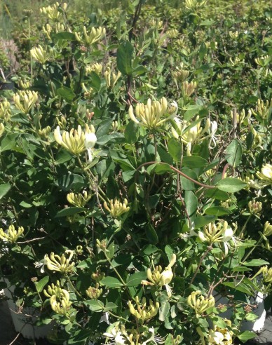 Wald-Geißschlinge ´Scentsation´