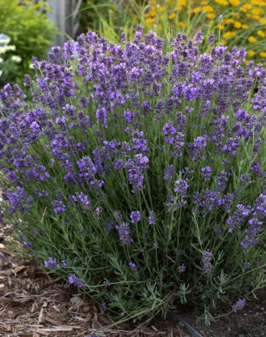 Lavendel Hidcote Blue