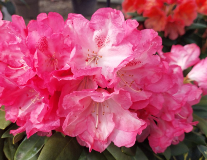 Rhododendron Anuschka
