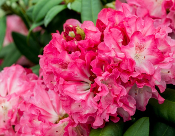 Rhododendron Anuschka