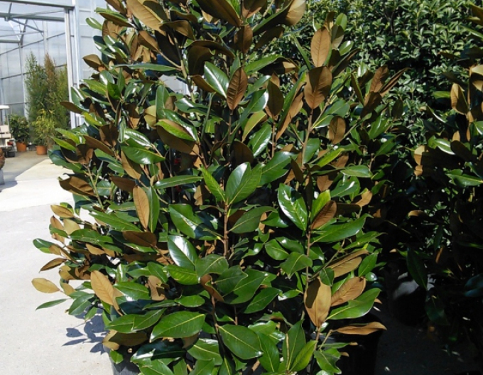 Magnolie Ferruginea