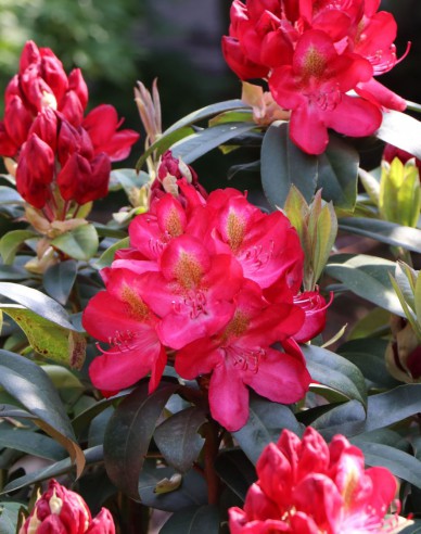 Rhododendron Junifeuer