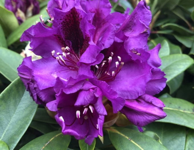 Rhododendron Orakel