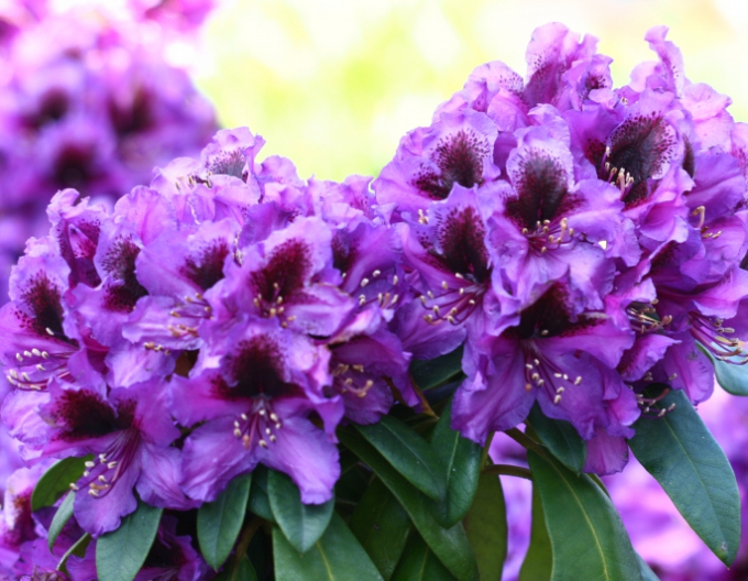 Rhododendron Orakel