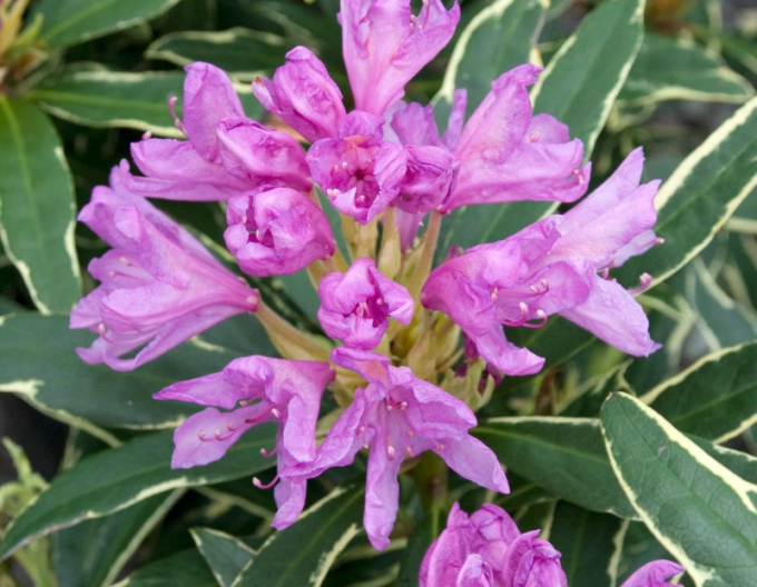 Rhododendron Variegata