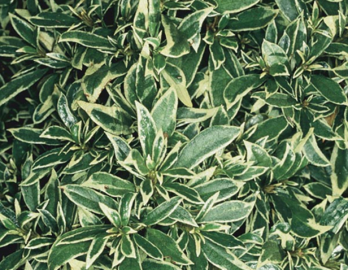 Rhododendron Variegata