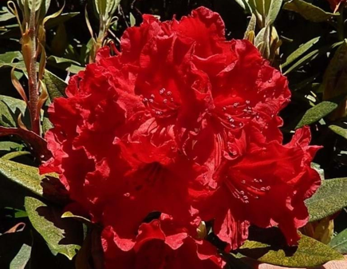 Rhododendron Vulcans Flame