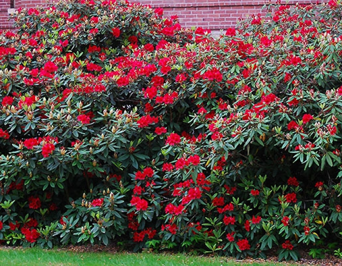 Rhododendron Vulcans Flame