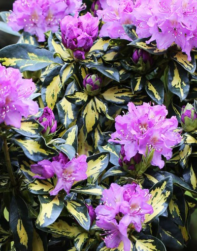 Rhododendron Blattgold