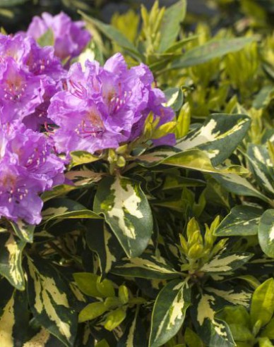 Rhododendron Blattgold