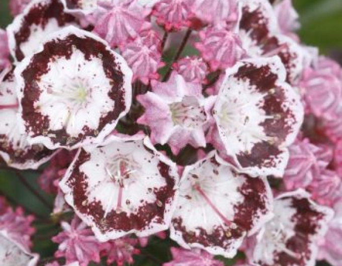Kalmia breitblättrig Bandeau