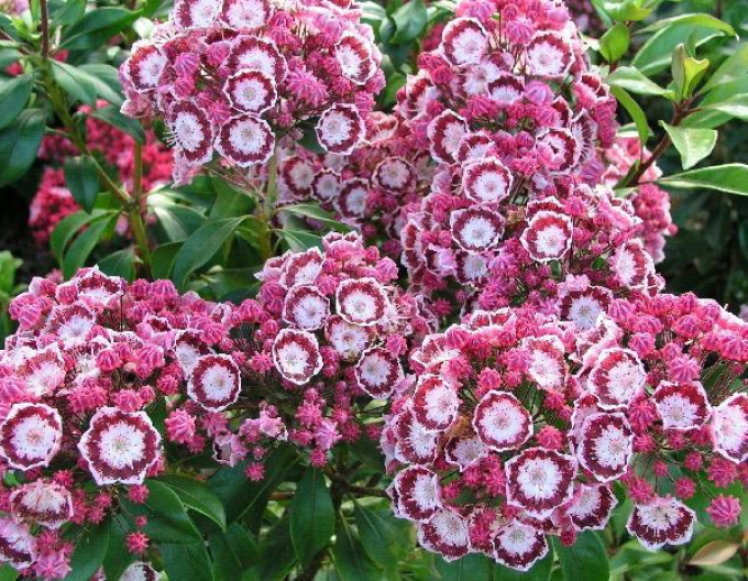 Kalmia breitblättrig Bandeau