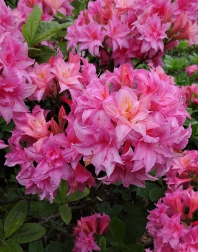 Azalee großblumig Homebush