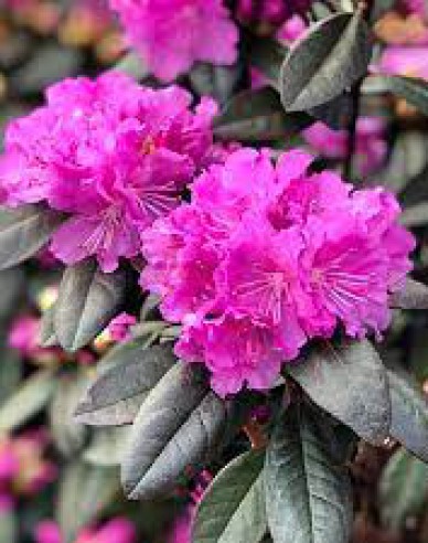 Rhododendron PJM Elite