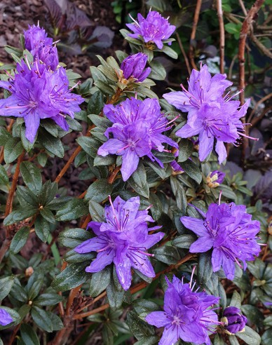 Rhododendron Gletschernacht