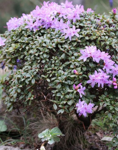Rhododendron Gletschernacht
