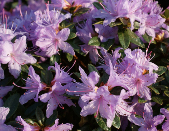 Rhododendron Moerheim
