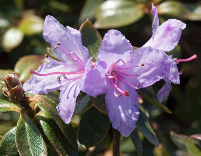 Rhododendron Moerheim