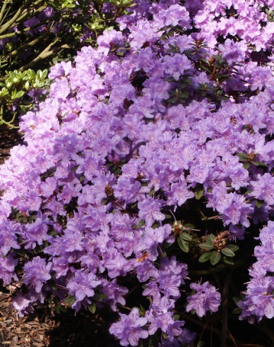 Rhododendron Ramapo