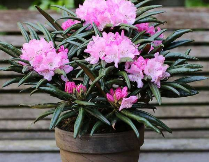 Rhododendron makinoi Jens Jörgen Sörensen