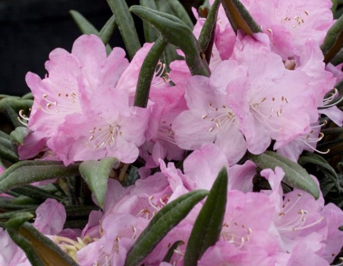Rhododendron makinoi Jens Jörgen Sörensen