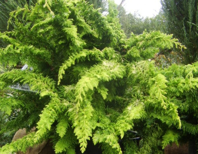 Zypresse Fernspray Gold