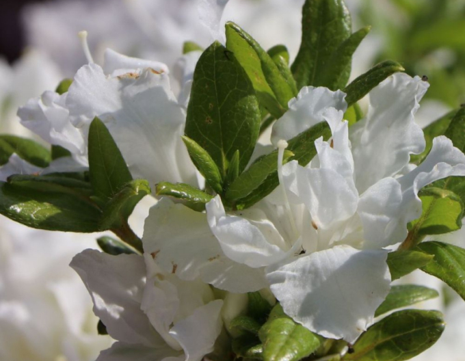 Azalea japonica Freenkiessen