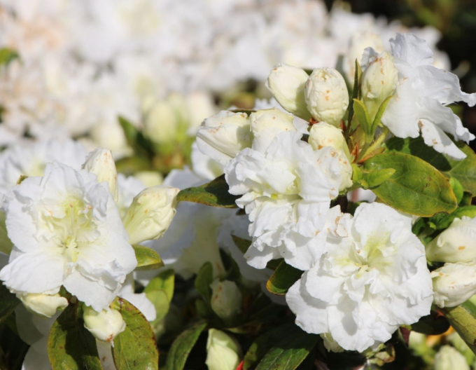Azalea japonica Freenkiessen