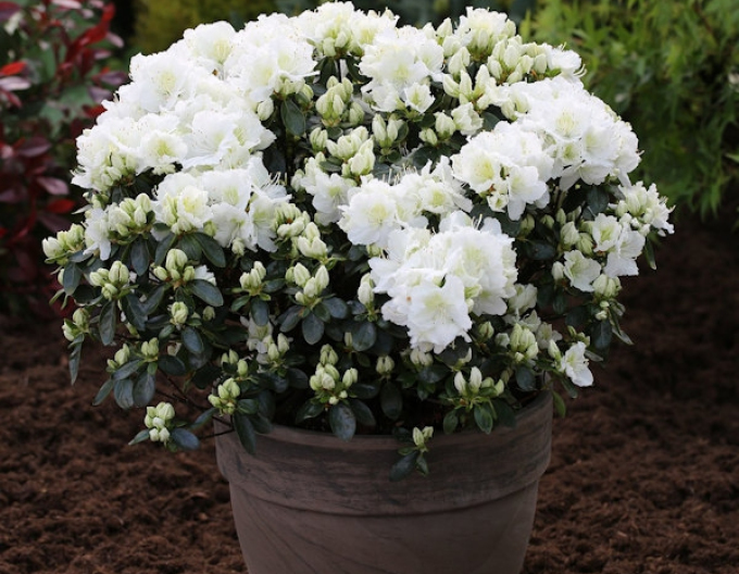 Azalea japonica Freenkiessen