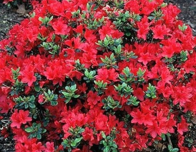 Azalea japonica Hino - Crimson