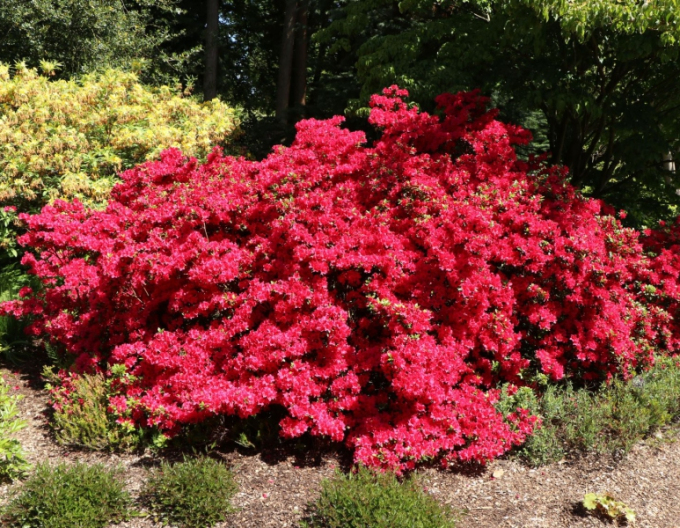 Azalea japonica Hino - Crimson