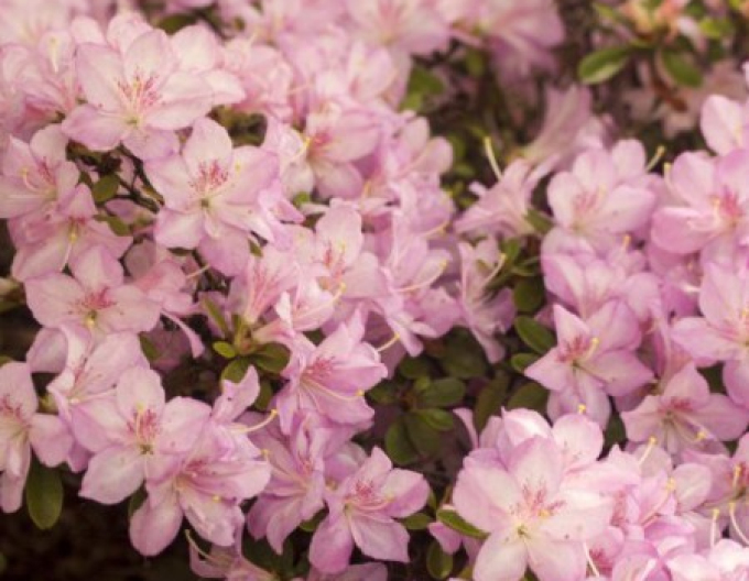 Azalea japonica Negligé