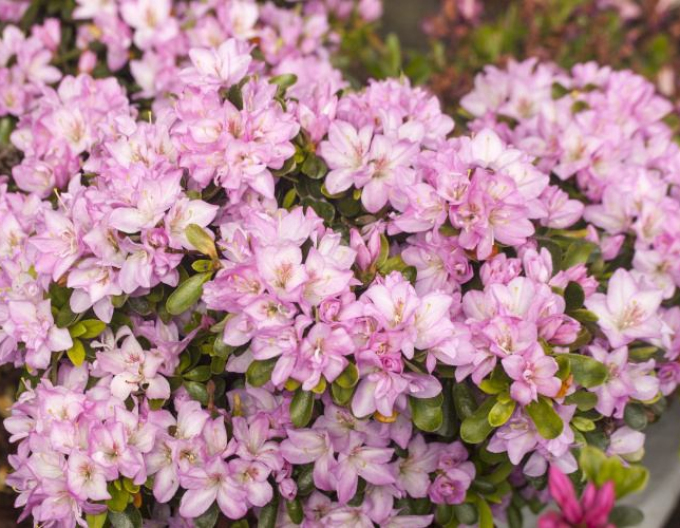 Azalea japonica Negligé