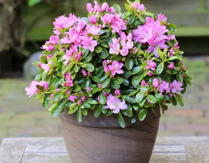 Azalea japonica Negligé