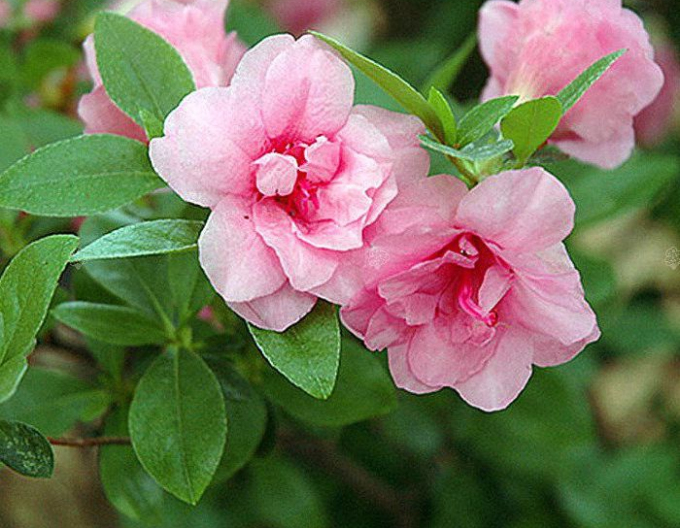 Japanische Azalee ´Rosebud´