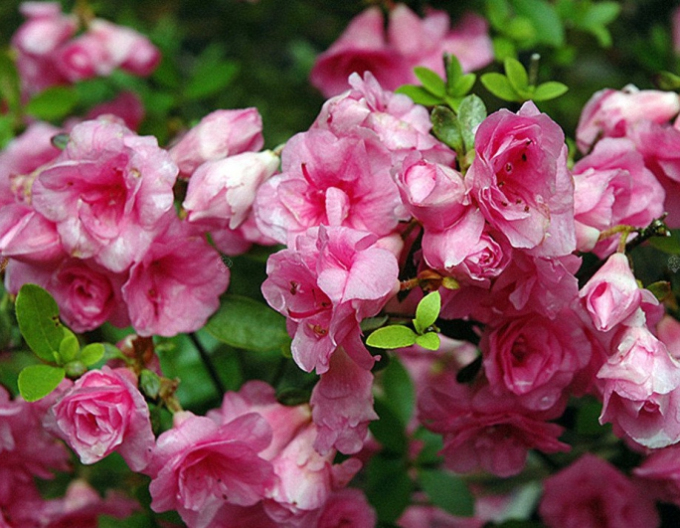 Japanische Azalee ´Rosebud´