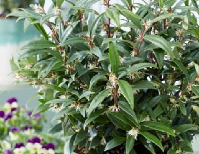 Sarcococca Purple Gem