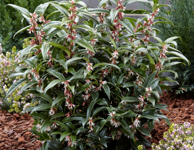 Sarcococca Purple Gem