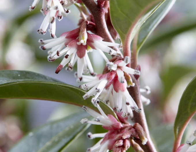 Sarcococca Winter Gem