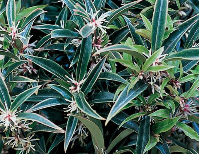 Sarcococca Winter Gem