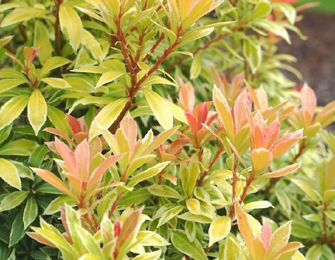 Pieris Kleines Gold