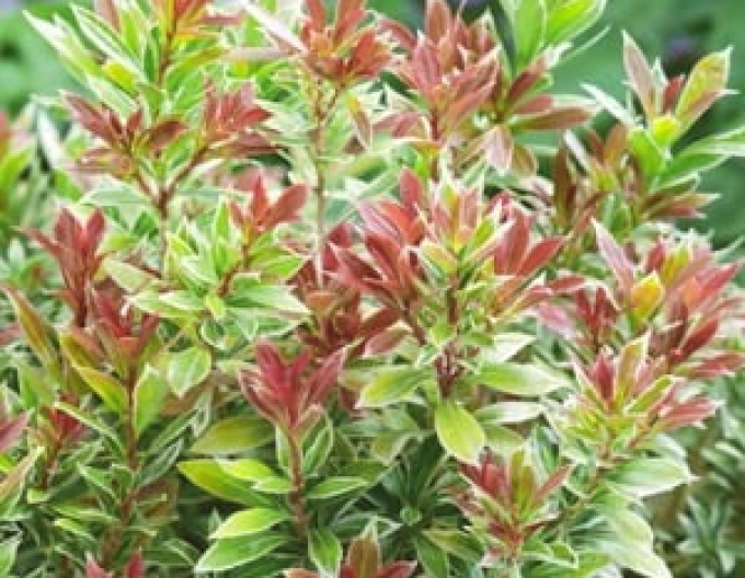 Pieris Kleines Gold