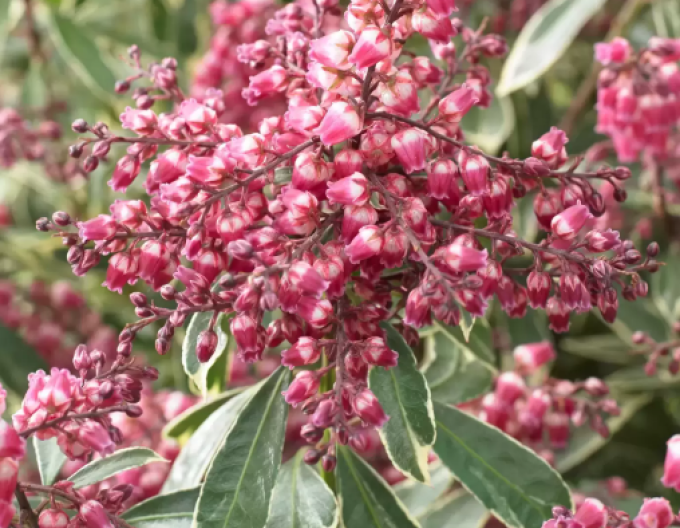 Pieris japonica Polar Passion