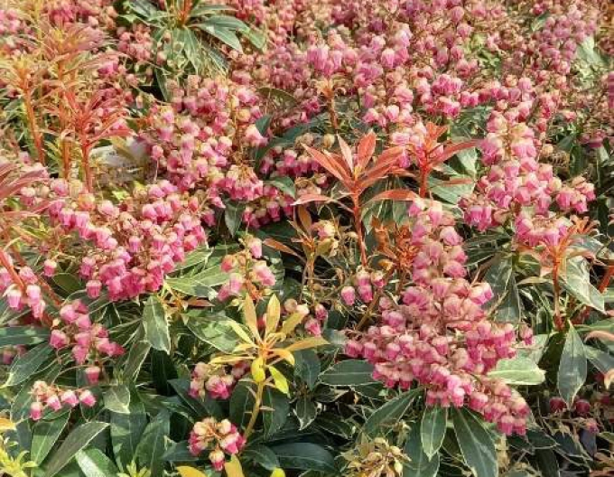 Pieris japonica Polar Passion